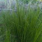 Festuca gautieri Leaf