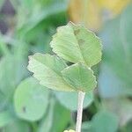 Medicago monantha Hoja