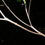 Chimarrhis parviflora