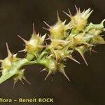 Cenchrus spinifex Frucht