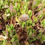 Argyranthemum thalassophilum Flower