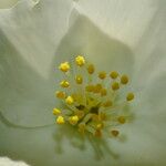 Philadelphus pubescens Flor