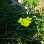 Oxalis pes-capraeКвітка