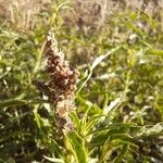 Amaranthus muricatus Цвят