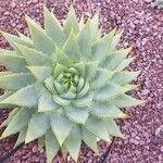 Aloe polyphylla Blad