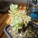 Sedum pachyphyllum Φύλλο