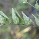 Evolvulus alsinoides Blatt