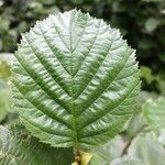 Alnus alnobetula Liść