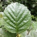 Alnus alnobetula Blad