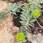 Euphorbia rigida Bloem