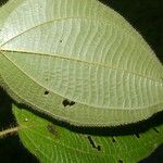 Miconia crenulata برگ