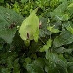 Arum maculatumFiore