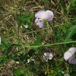 Vigna vexillata Blomma