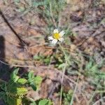 Tridax procumbensFlors