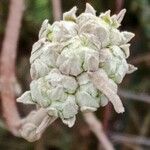 Viburnum lantana 花