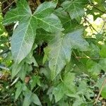 Hedera hibernica Yaprak