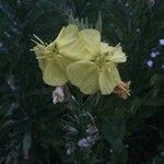 Oenothera elata Flor