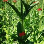 Lychnis chalcedonica Žievė