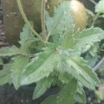 Tridax procumbens 葉