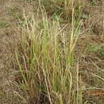 Calamagrostis epigejosLeaf