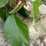 Coussapoa nymphaeifolia 葉