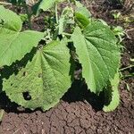 Abutilon pannosum Leaf