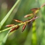 Carex pulicaris 果