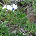 Osteospermum ecklonis Hábitos