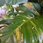Epipremnum pinnatum Leaf