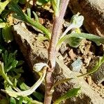 Artemisia genipi Bark