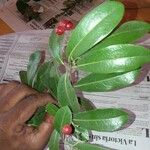 Ilex cassine Hoja