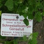 Chenopodium opulifolium Outro