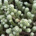 Helichrysum × selago Hoja