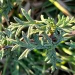 Verbena tenera Leaf