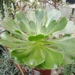 Aeonium arboreum برگ