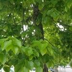 Tilia americana आदत