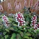 Actaea pachypoda 果實