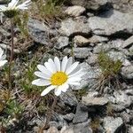 Leucanthemopsis alpina 花