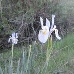 Iris missouriensis ᱛᱟᱦᱮᱸ