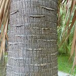 Livistona australis Ekosanga