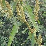 Rumex cristatus خشب