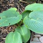 Hosta sieboldiana Folha