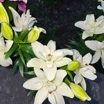 Lilium candidum Цвят