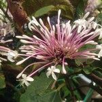 Clerodendrum quadriloculare Flor