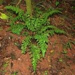 Asplenium exiguum অভ্যাস