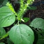 Acalypha polystachya 葉