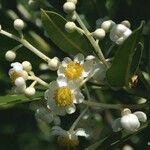 Calophyllum caledonicum Ffrwyth