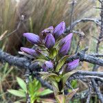 Gentianella dasyantha