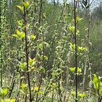 Betula humilis Leaf