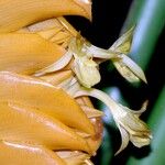 Calathea similis Fruit